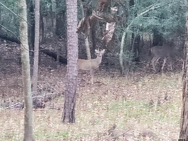 231 Lamplight Path, Holly Lake Ranch, TX 75765