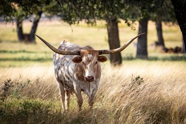 8577 Ranch Road 2766, Johnson City, TX 78636