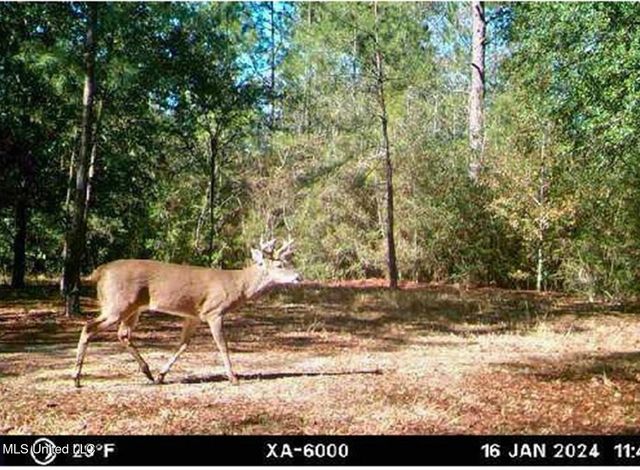 25002 Road 357, Kiln, MS 39556