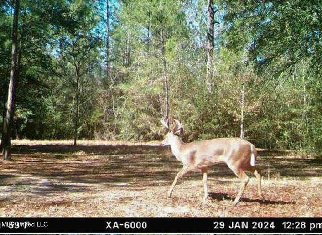 25002 Road 357, Kiln, MS 39556