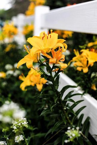 289 Lyon Lake Road, Fredonia Twp, MI 49068