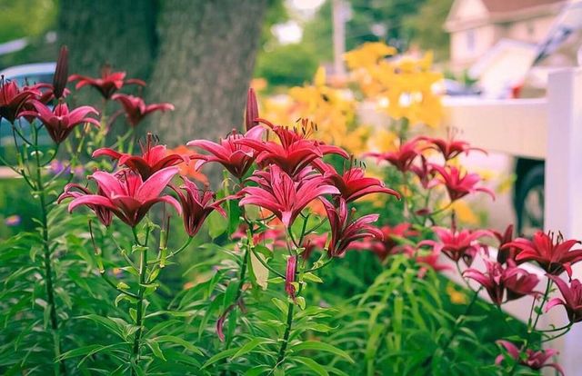 289 Lyon Lake Road, Fredonia Twp, MI 49068