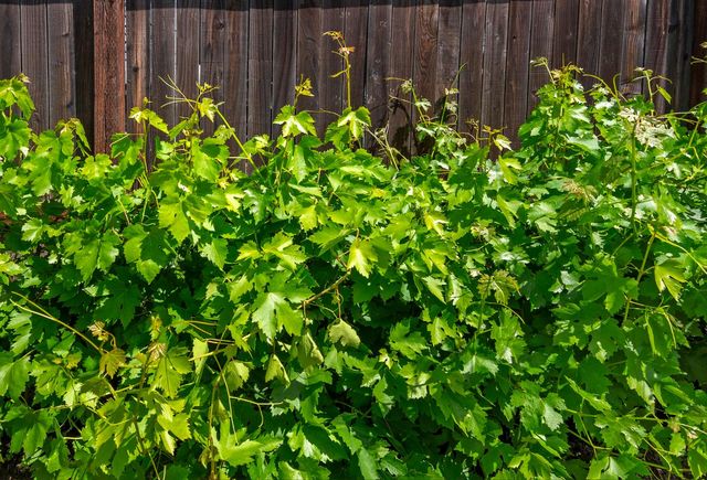 7506 Saybrook Dr, Citrus Heights, CA 95621