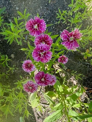 13869 Hardy Lake Road SW, Pillager, MN 56473