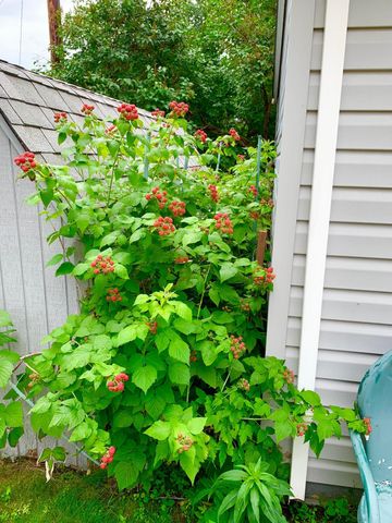 4438 Yates Avenue N, Crystal, MN 55422