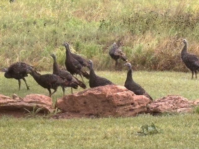 4460 Hildreth Pool Road, Bowie, TX 76230