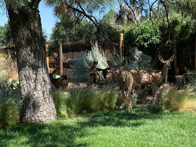 4441 Deborah Lane NE, Albuquerque, NM 87111