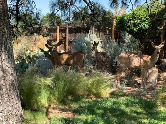 4441 Deborah Lane NE, Albuquerque, NM 87111