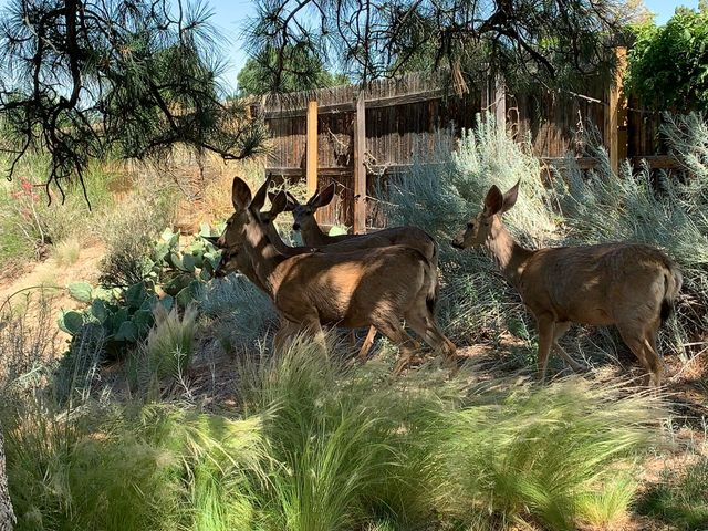 4441 Deborah Lane NE, Albuquerque, NM 87111