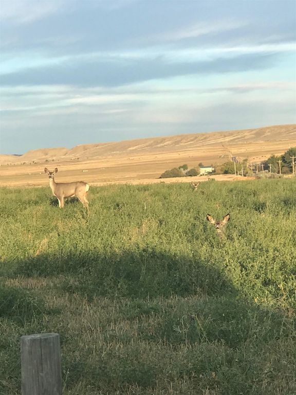 407 Diamond Basin Rd, Cody, WY 82414 photo 46