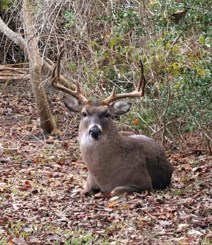 4704 Donald Street, Seabrook, TX 77586