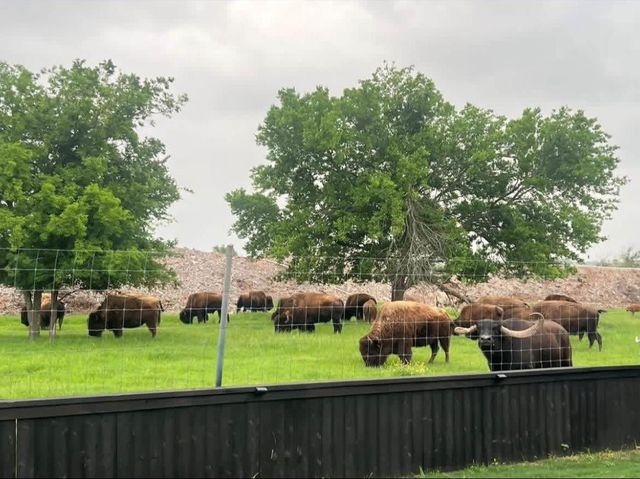 11305 Sentinel DR, Austin, TX 78747