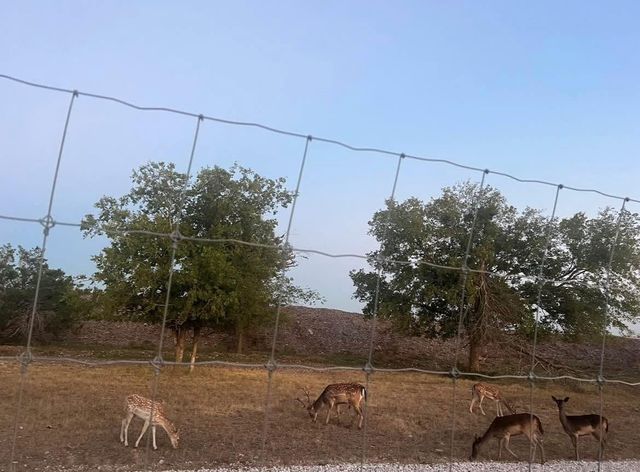 11305 Sentinel DR, Austin, TX 78747