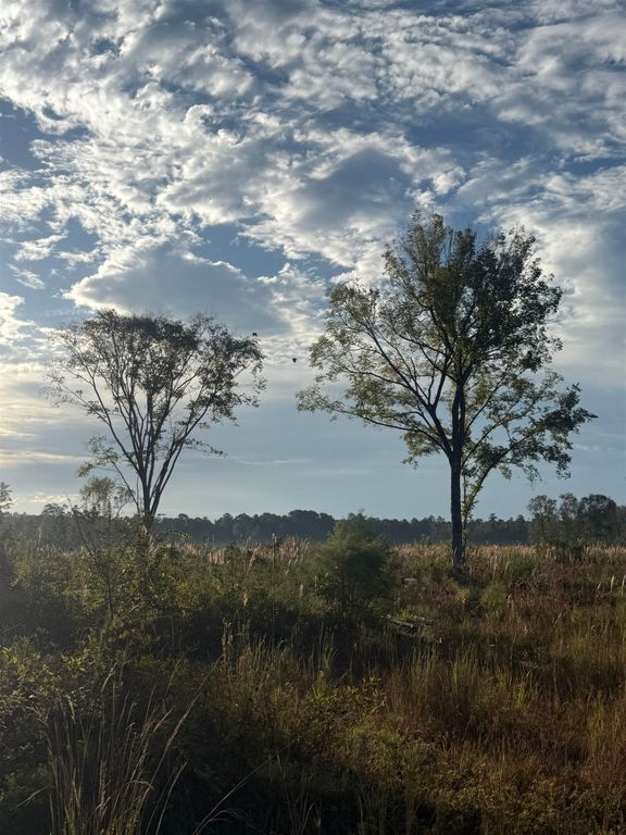 TBD Terrell's Bay Rd., Marion, SC 29571 — photo 5
