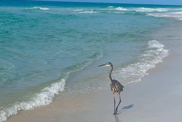 8294 E Co Highway 30A 17, Inlet Beach, FL 32461