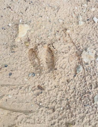 02 Bracewell Cemetery Road, Livingston, TX 77351