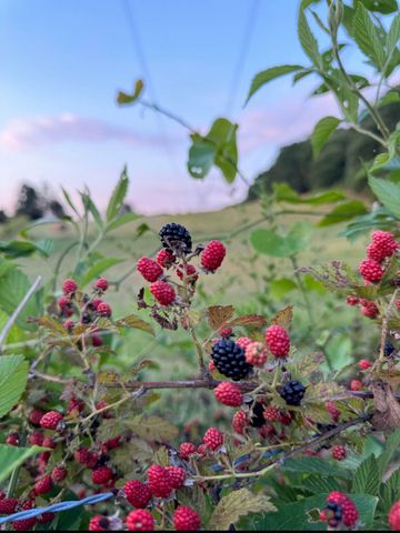 13574 Braxton Lane, Birchwood, TN 37308