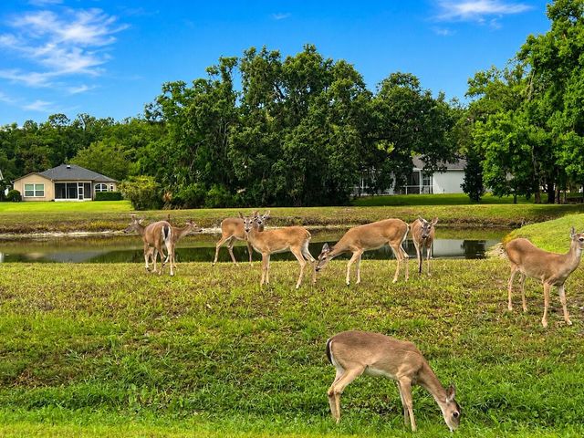 13115 ROYAL GEORGE AVENUE, Odessa, FL 33556
