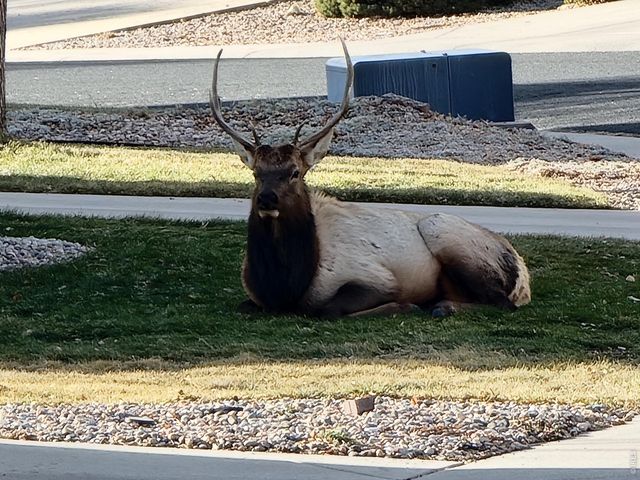 549 Arrowhead Dr, Loveland, CO 80537