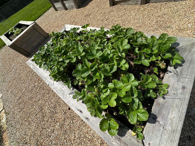 528 E Dorris Avenue, Mountain Grove, MO 65711