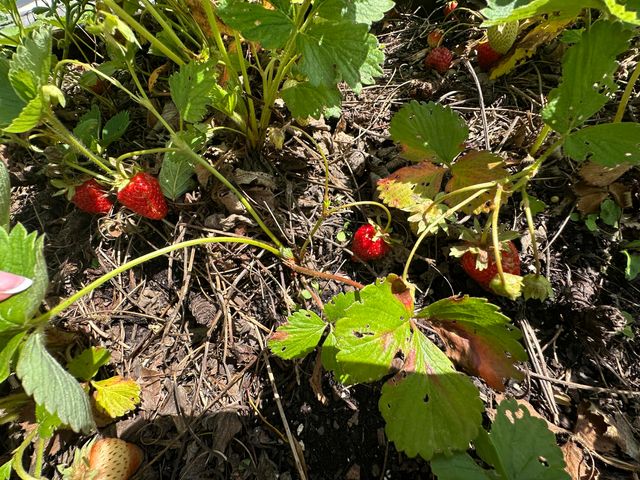 528 E Dorris Avenue, Mountain Grove, MO 65711