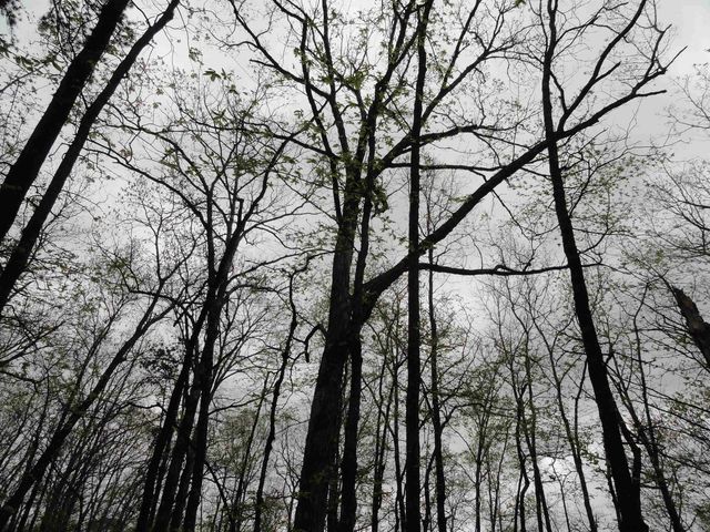 0000 Long Branch Lane, Bee Branch, AR 72013