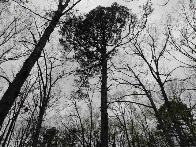 0000 Long Branch Lane, Bee Branch, AR 72013