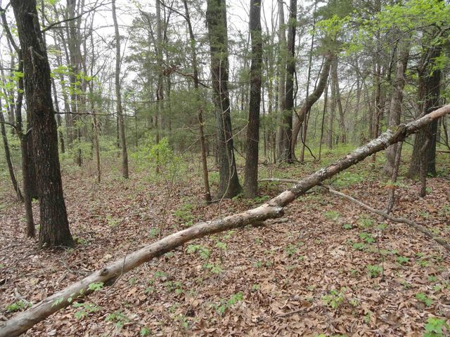 0000 Long Branch Lane, Bee Branch, AR 72013