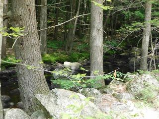 0 Bog Road # 75, Hillsborough, NH 03244