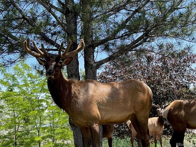 613 Cove Dr, Loveland, CO 80537