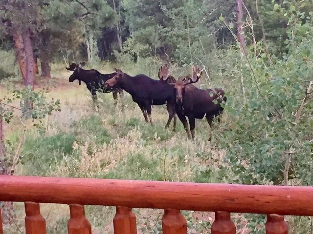 747 Coyote Hill Rd, Allenspark, CO 80510