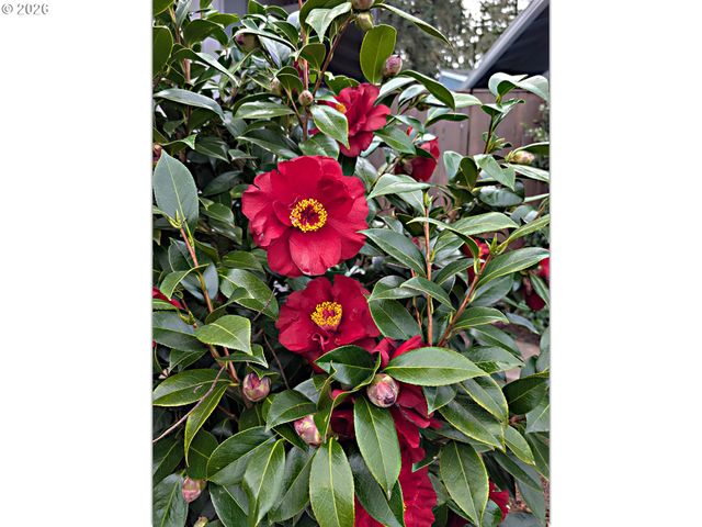 15597 Sw SUMMERFIELD Ln, Tigard, OR 97224