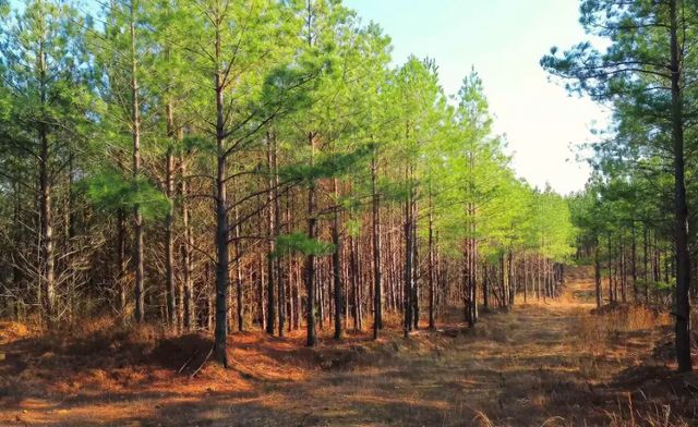 31 Ivy Hollow Ln, Stewart, TN 37175