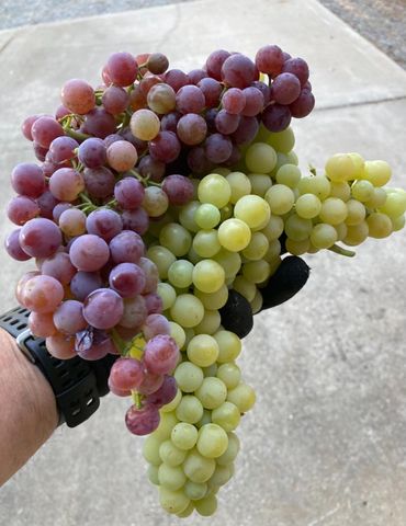 9290 Cramer Rd, Auburn, CA 95602