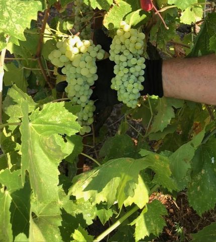 9290 Cramer Rd, Auburn, CA 95602