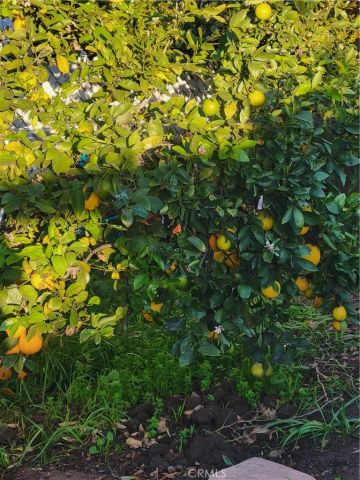 1934 Vineyard, Los Angeles, CA 90016