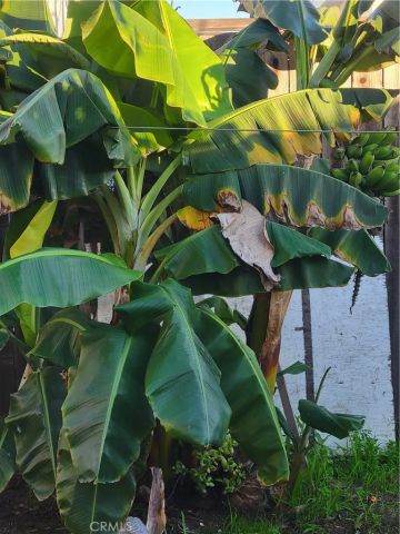 1934 Vineyard, Los Angeles, CA 90016