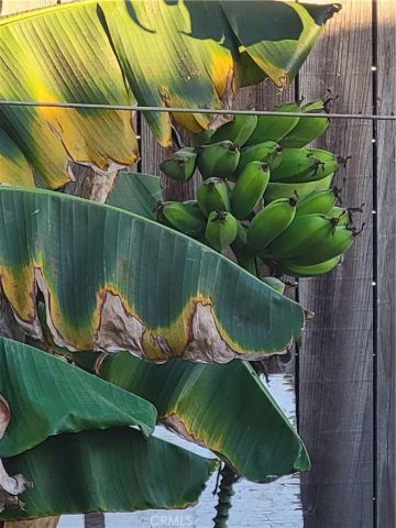 1934 Vineyard, Los Angeles, CA 90016