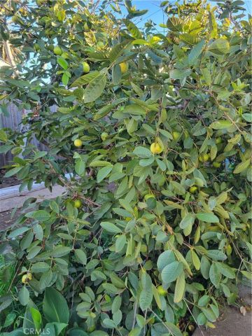 1934 Vineyard, Los Angeles, CA 90016