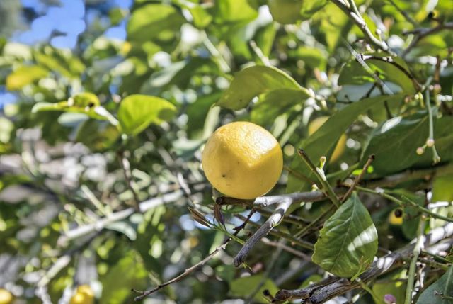 8560 Phoenix Ave, Fair Oaks, CA 95628