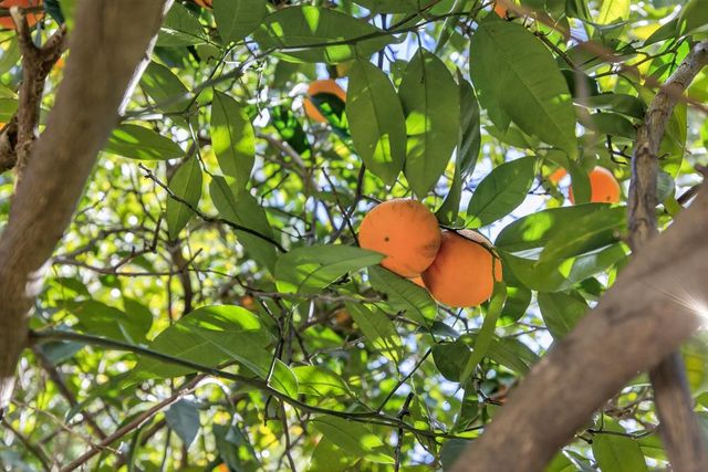 8560 Phoenix Ave, Fair Oaks, CA 95628