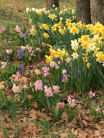 11 Suncrest Drive, Cabot, AR 72023