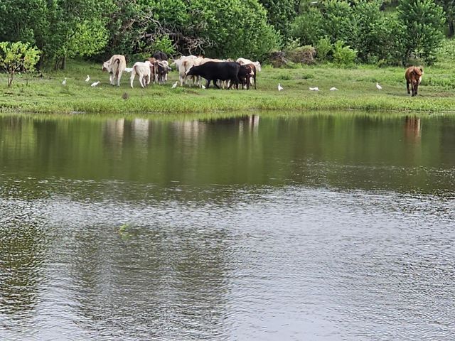 363 Deer Run Road, Trinity, TX 75862