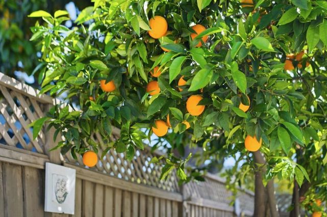 490 Suisse Drive, San Jose, CA 95123