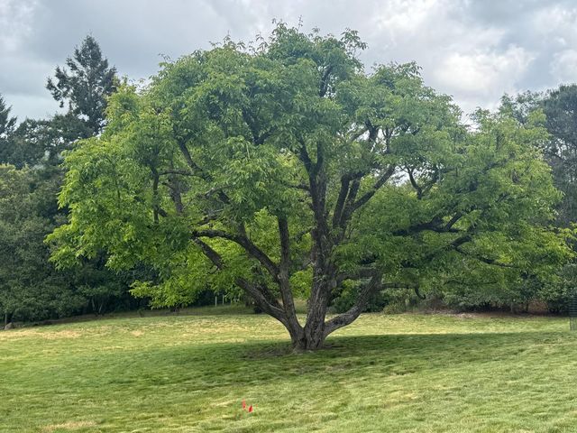 20378 Black Road, Los Gatos, CA 95033