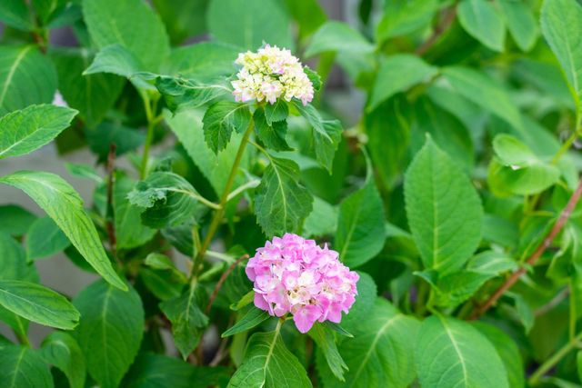 2254 Show Basket Way, Mount Pleasant, SC 29466