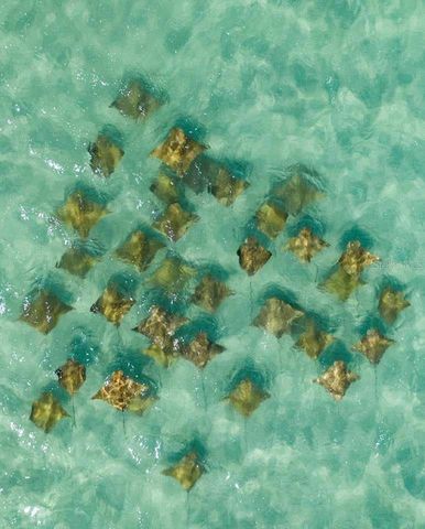 1029 BAL HARBOUR DRIVE, Apollo Beach, FL 33572