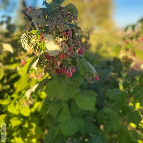 4106 E 67 N, Rigby, ID 83442