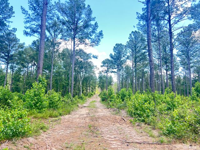 80 Acres Columbia Highway N, Ridge Spring, SC 29129