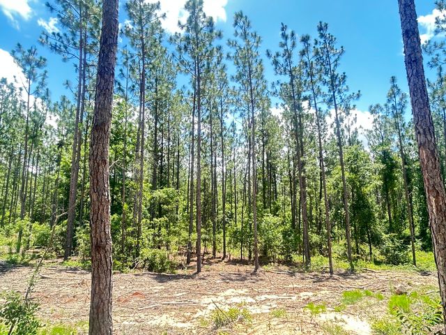 80 Acres Columbia Highway N, Ridge Spring, SC 29129